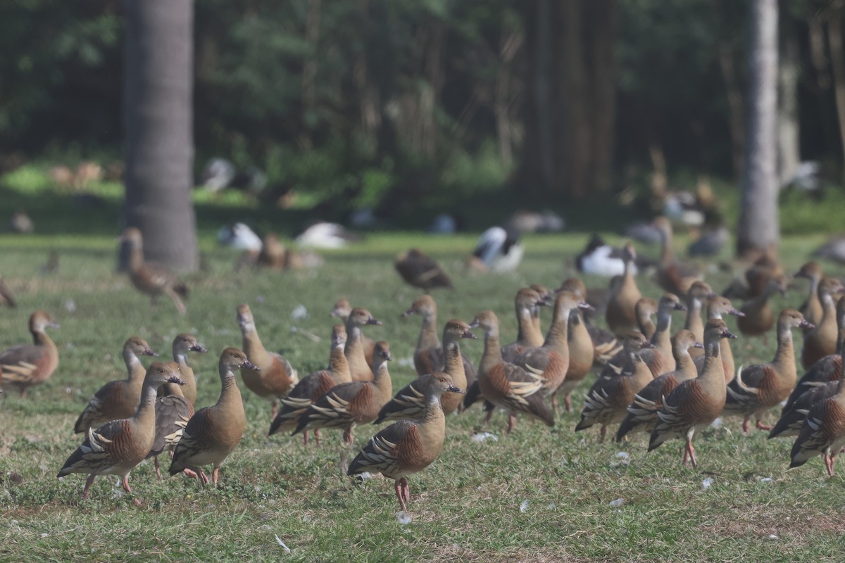 Plumed Whistling-Duck - ML638266514