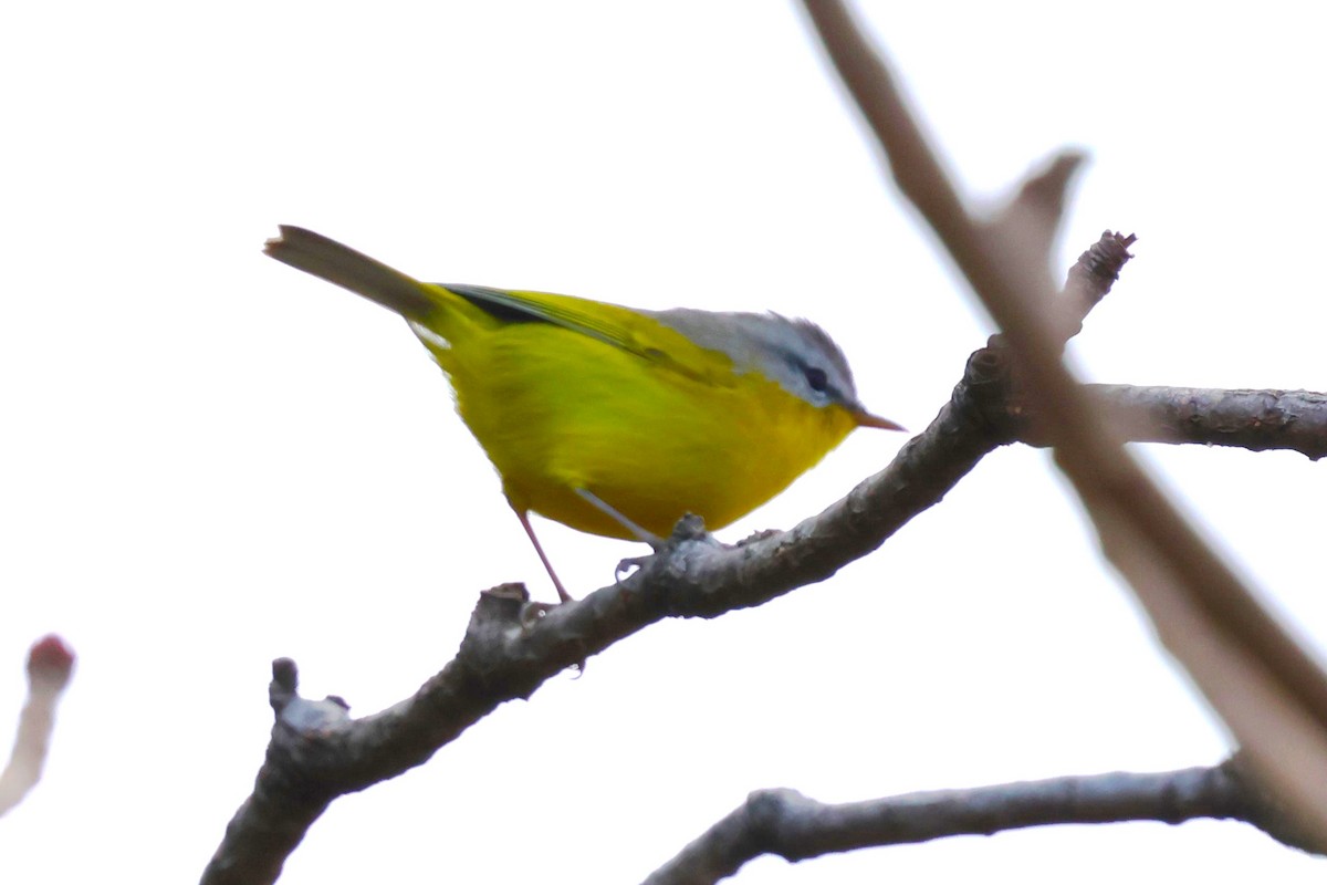Gray-hooded Warbler - ML638266515