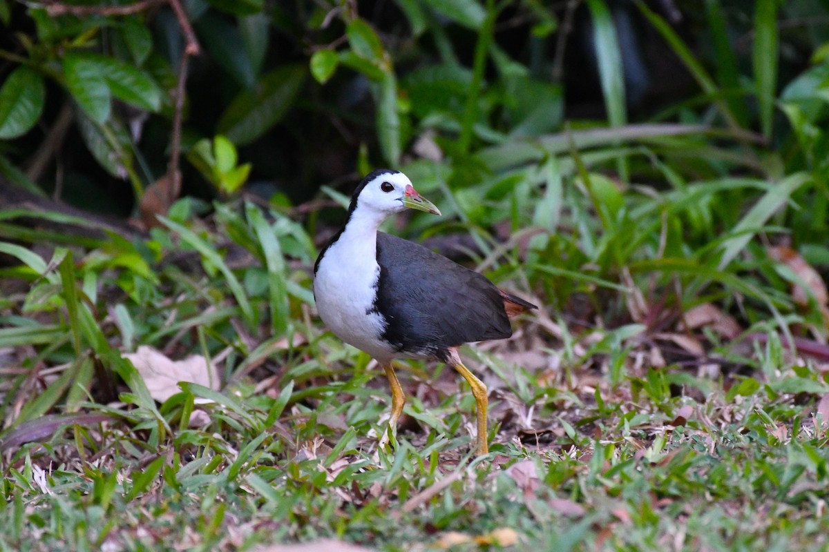 White-breasted Waterhen - ML638266517