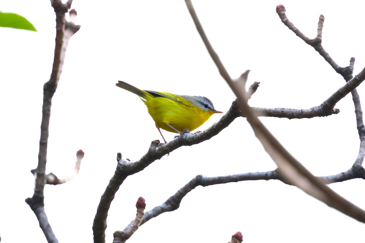 Gray-hooded Warbler - ML638266524