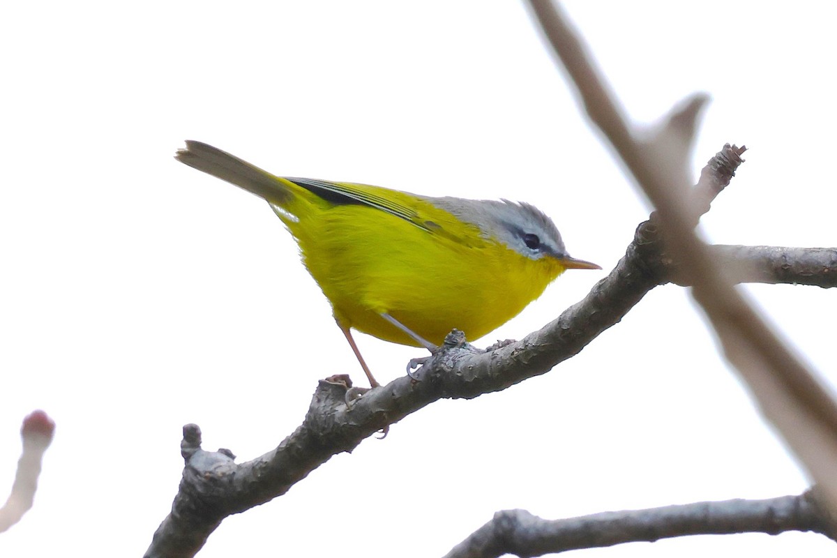 Gray-hooded Warbler - ML638266530