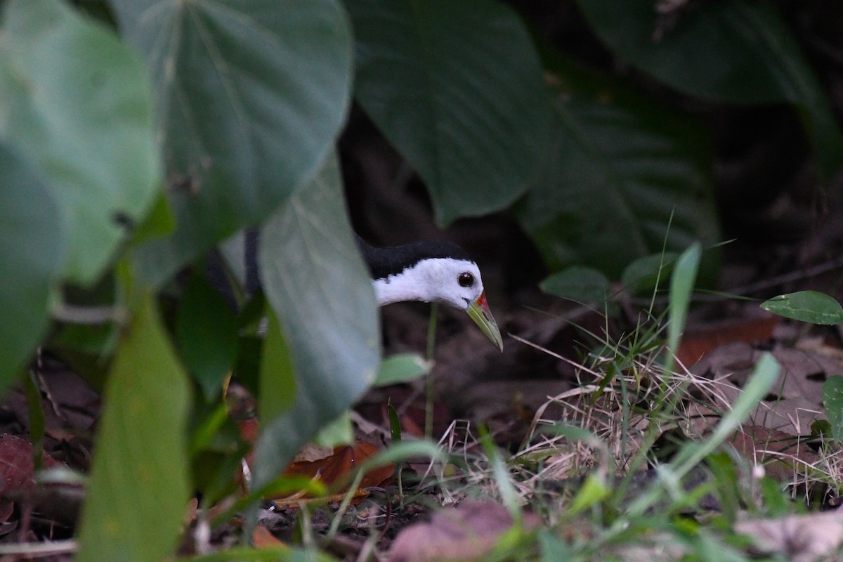 White-breasted Waterhen - ML638266532