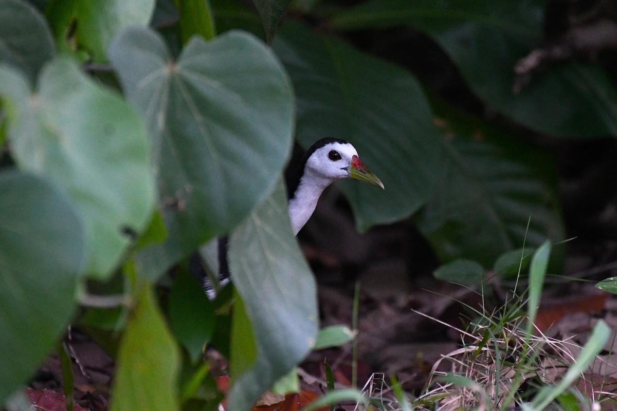White-breasted Waterhen - ML638266533
