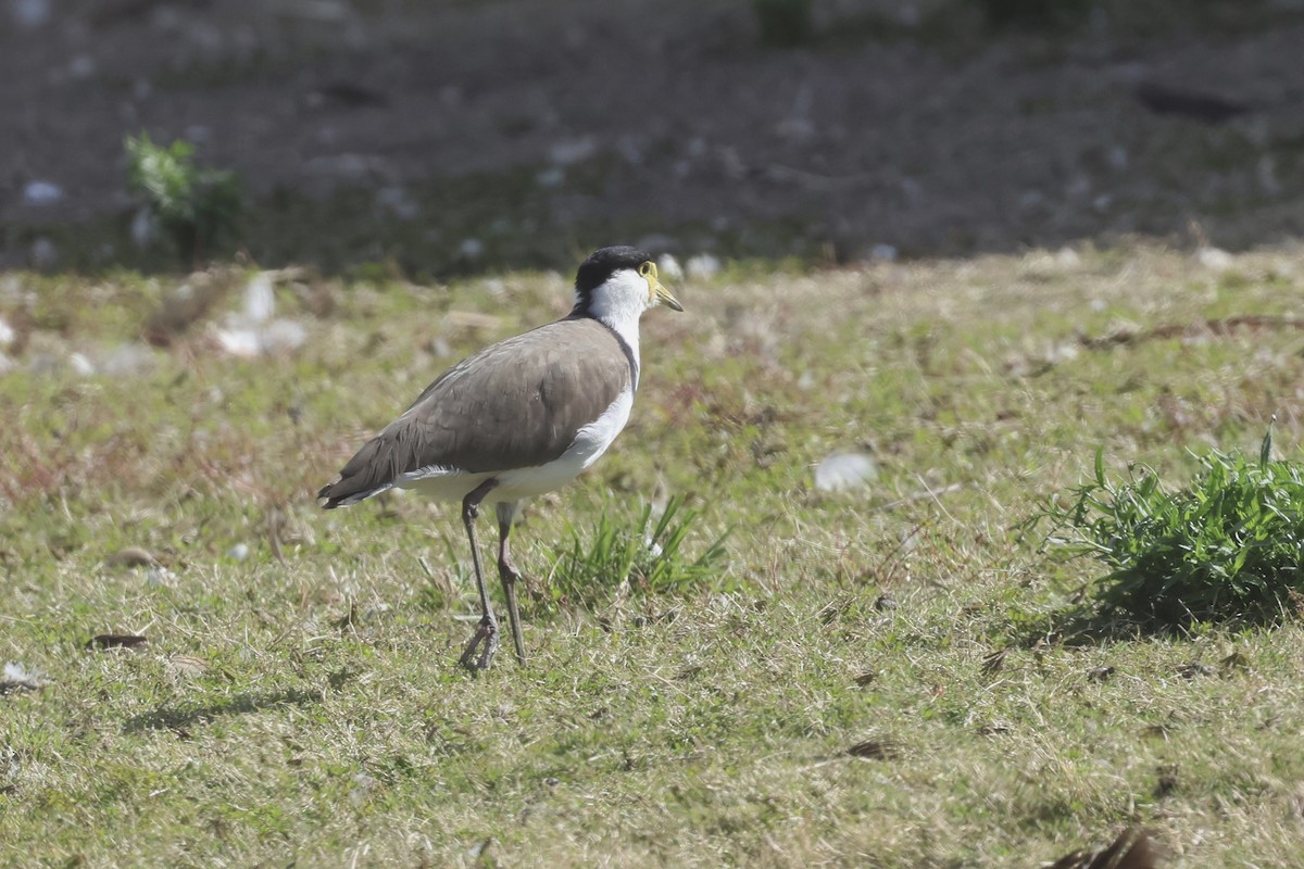 Masked Lapwing (Black-shouldered) - ML638266534