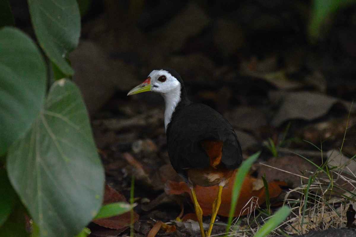 White-breasted Waterhen - ML638266536