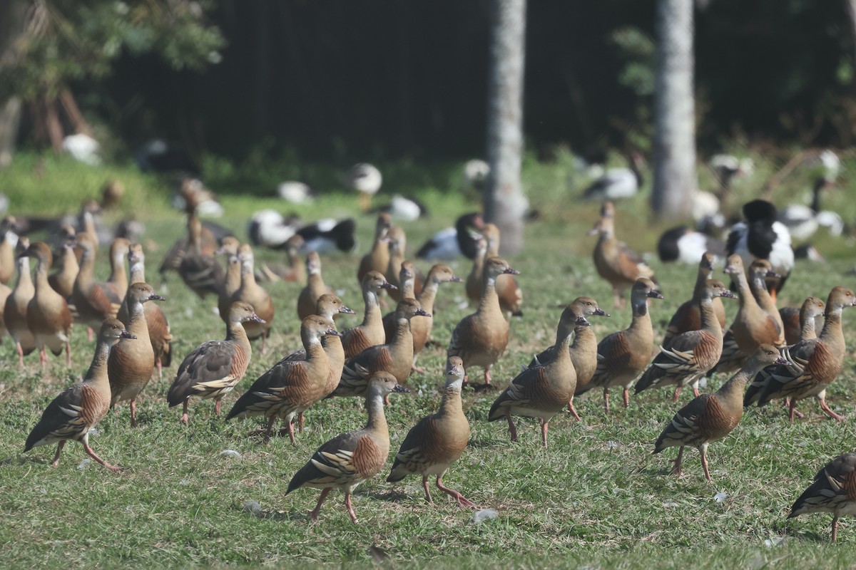Plumed Whistling-Duck - ML638266555