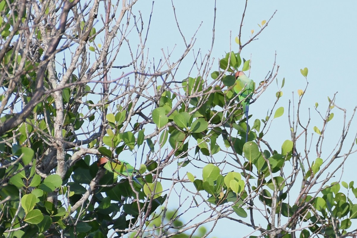 Long-tailed Parakeet - ML638266556