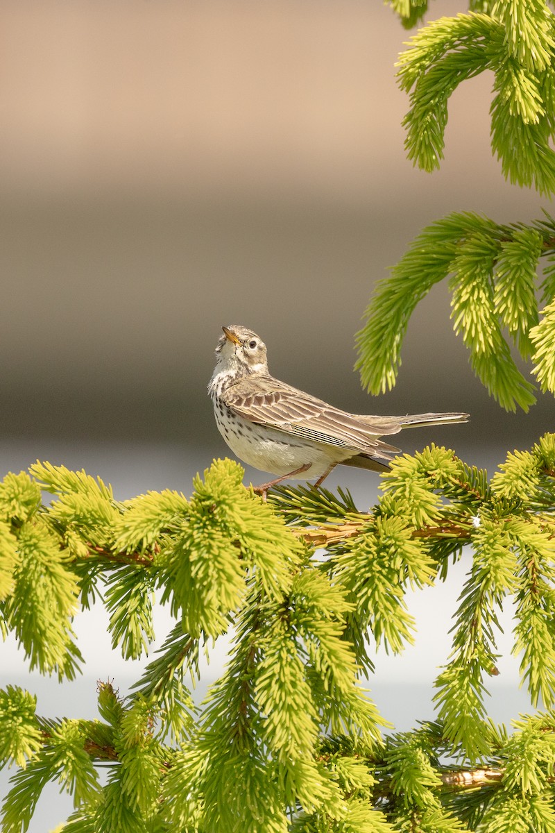 Meadow Pipit - ML638266560