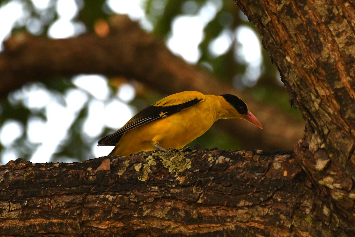 Black-naped Oriole - ML638266561