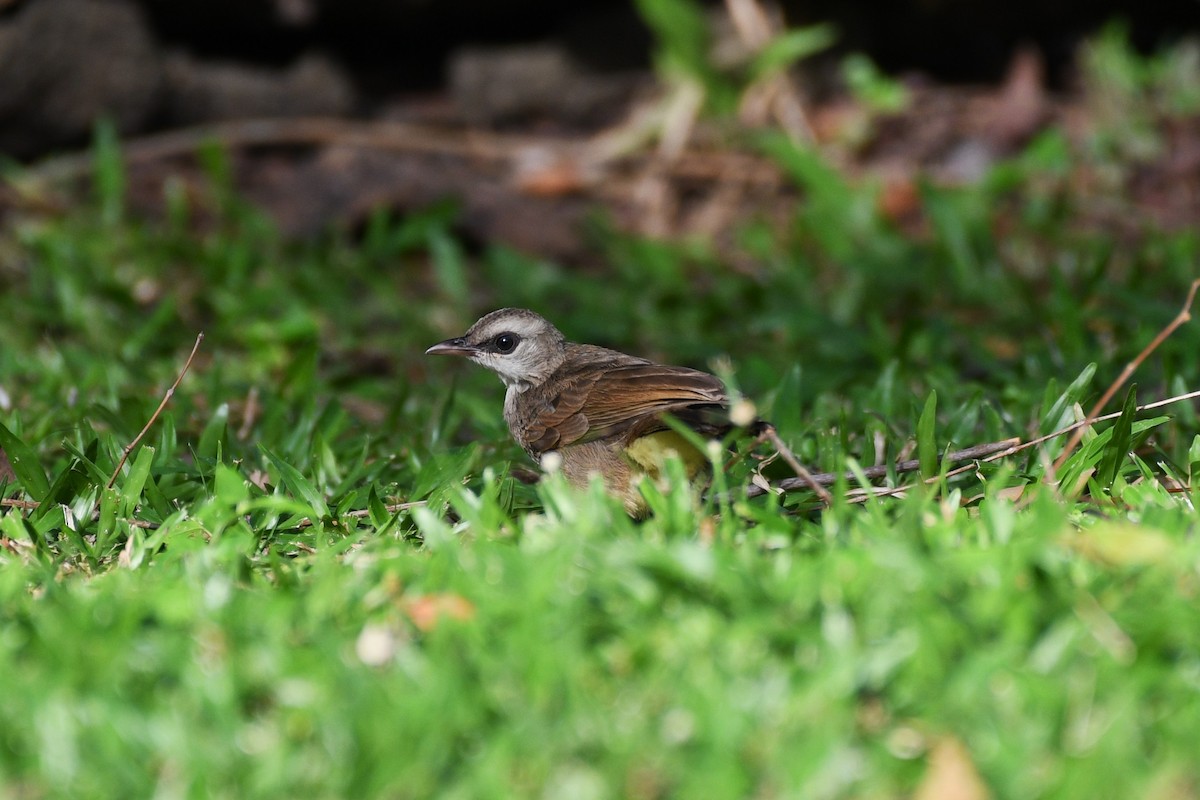Yellow-vented Bulbul - ML638266565