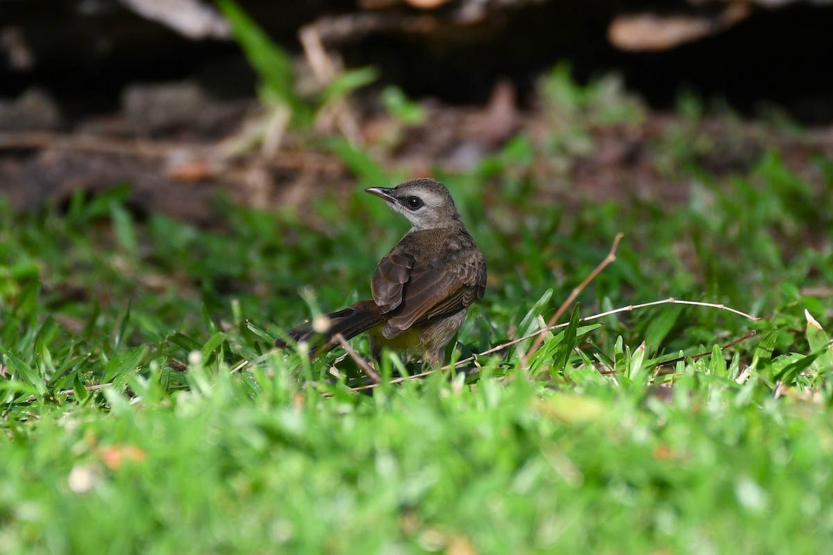 Yellow-vented Bulbul - ML638266566