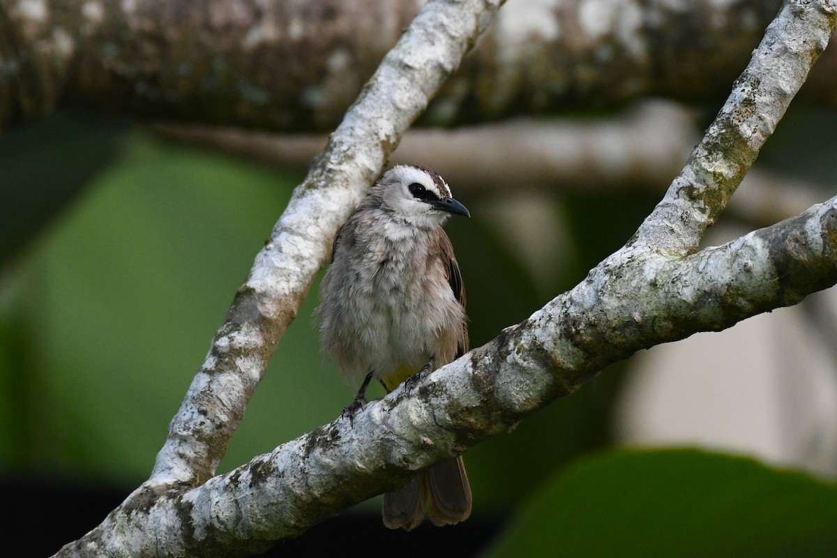 Yellow-vented Bulbul - ML638266567