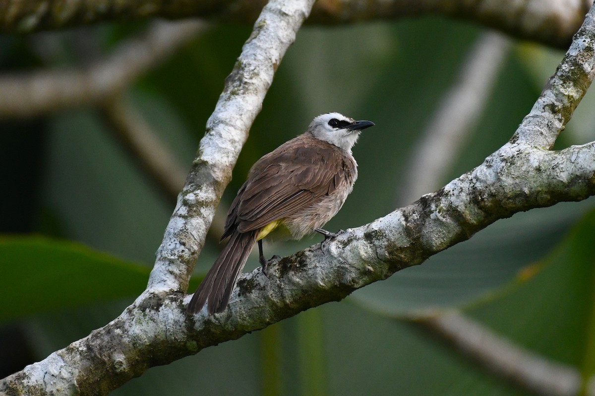 Yellow-vented Bulbul - ML638266568