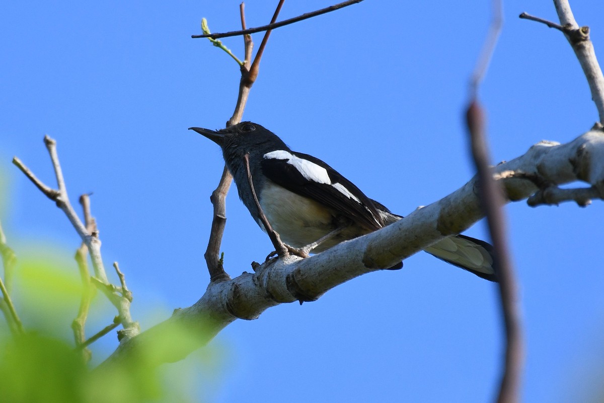 Oriental Magpie-Robin - ML638266572