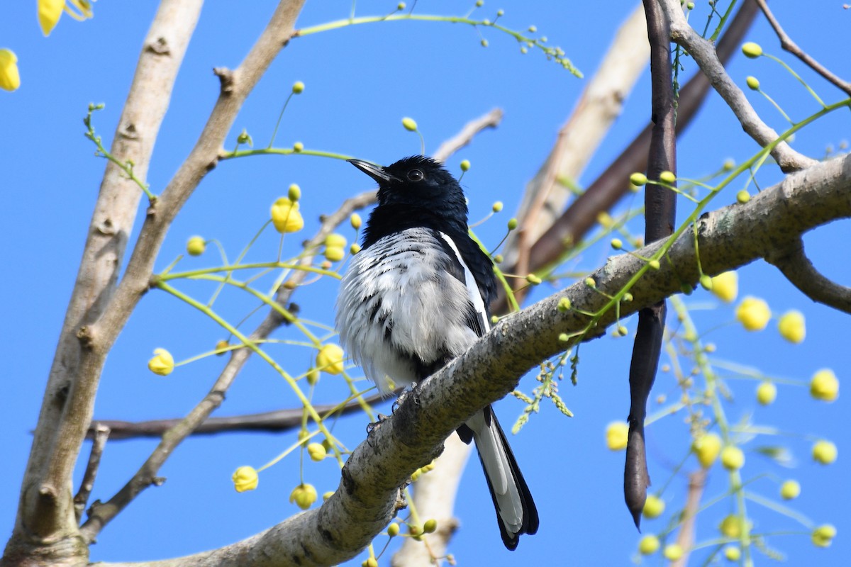 Oriental Magpie-Robin - ML638266573