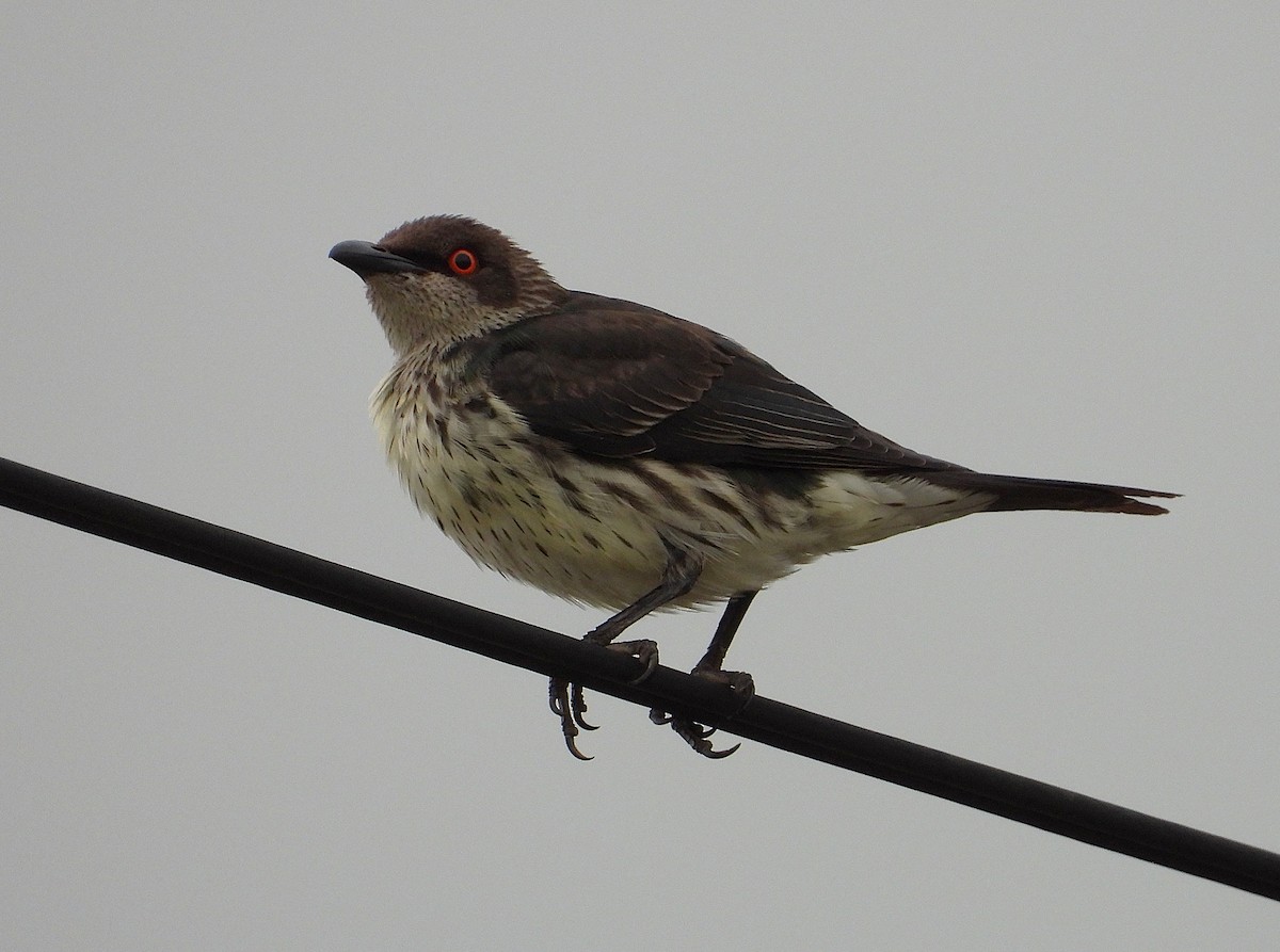 Metallic Starling - ML638266583