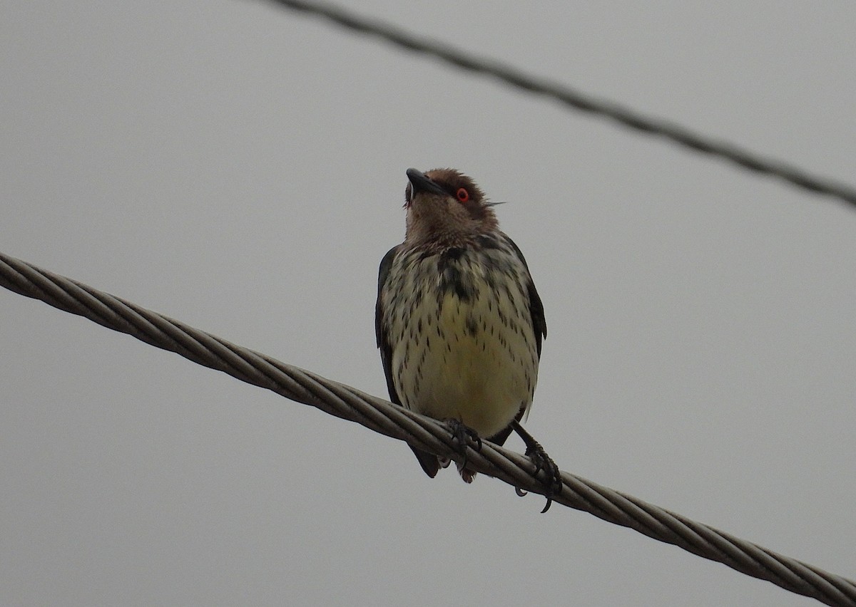 Metallic Starling - ML638266586