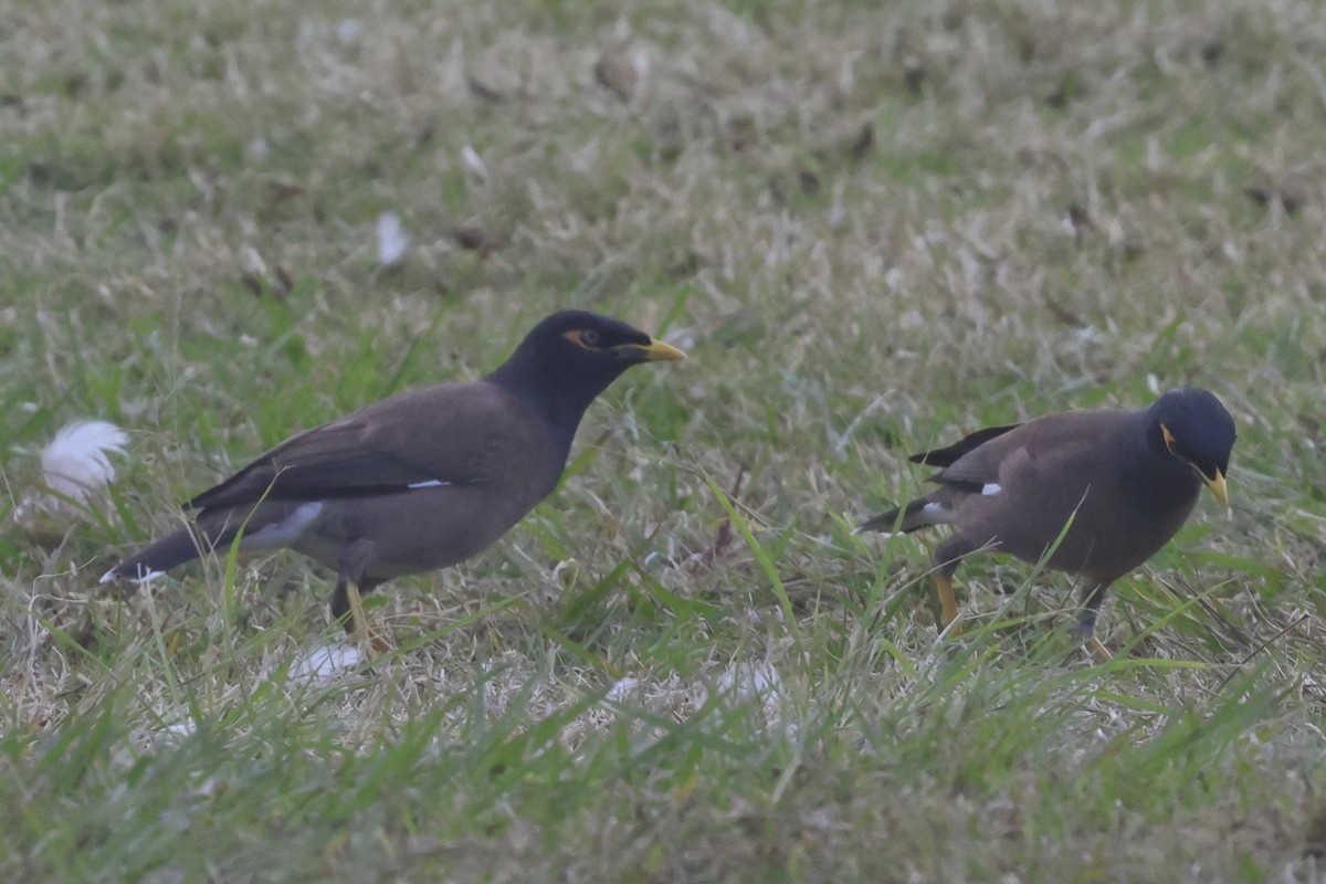 Common Myna - ML638266587