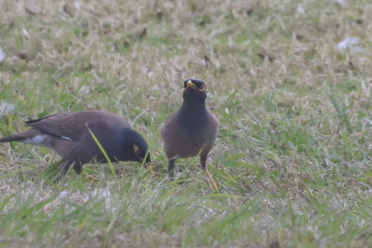 Common Myna - ML638266588