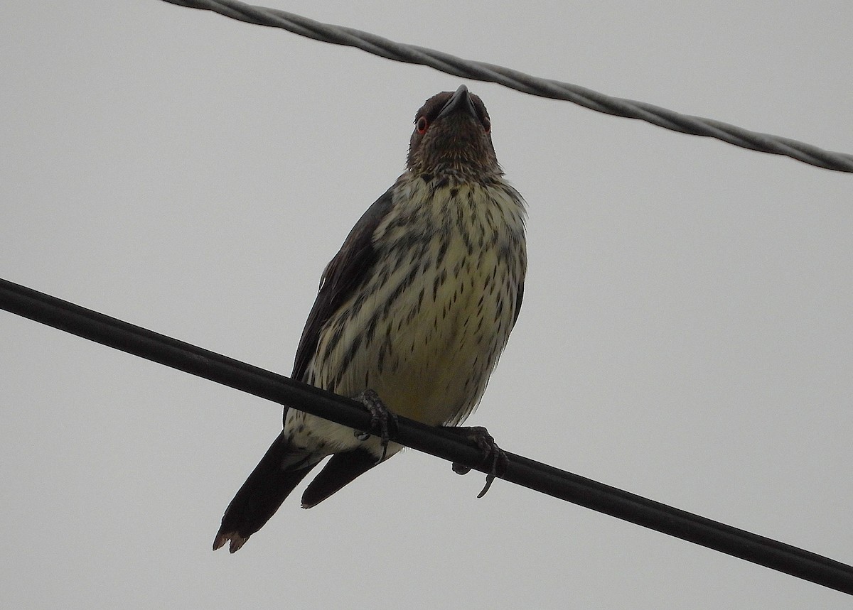 Metallic Starling - ML638266589