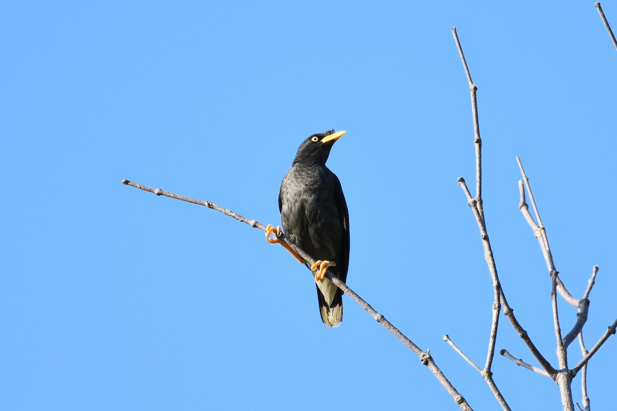 Javan Myna - ML638266592