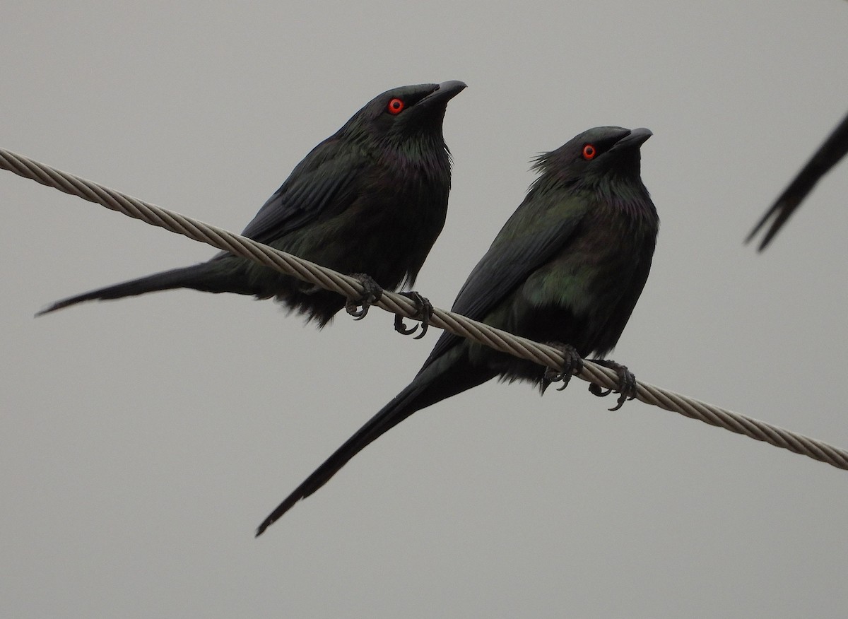 Metallic Starling - ML638266593