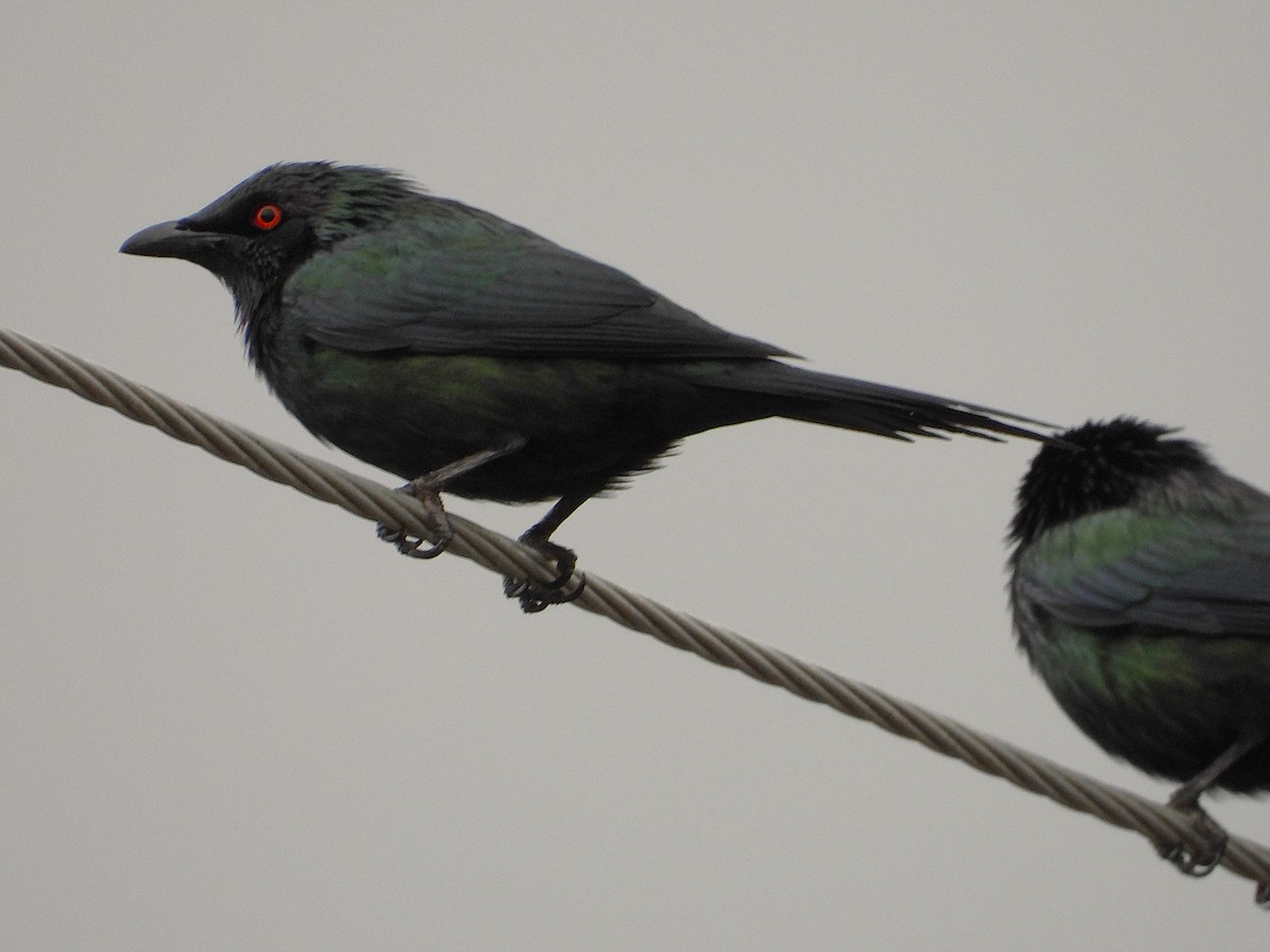 Metallic Starling - ML638266594