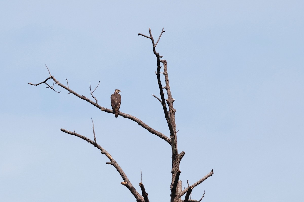 Changeable Hawk-Eagle (Changeable) - ML638266596