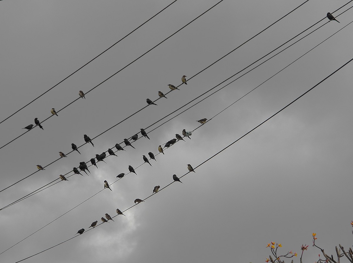 Metallic Starling - ML638266597