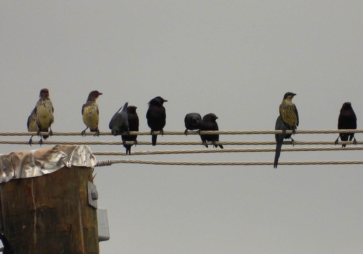 Metallic Starling - ML638266604