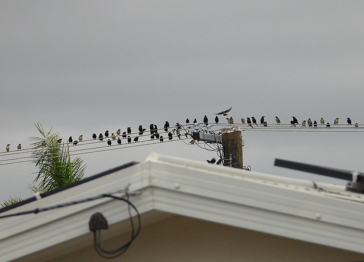 Metallic Starling - ML638266606