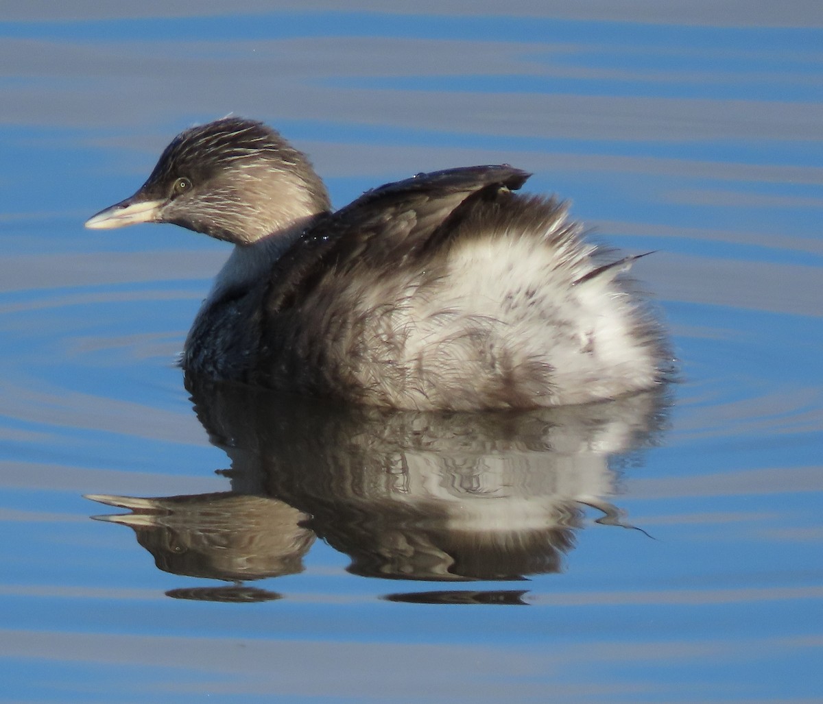 Hoary-headed Grebe - ML638266607