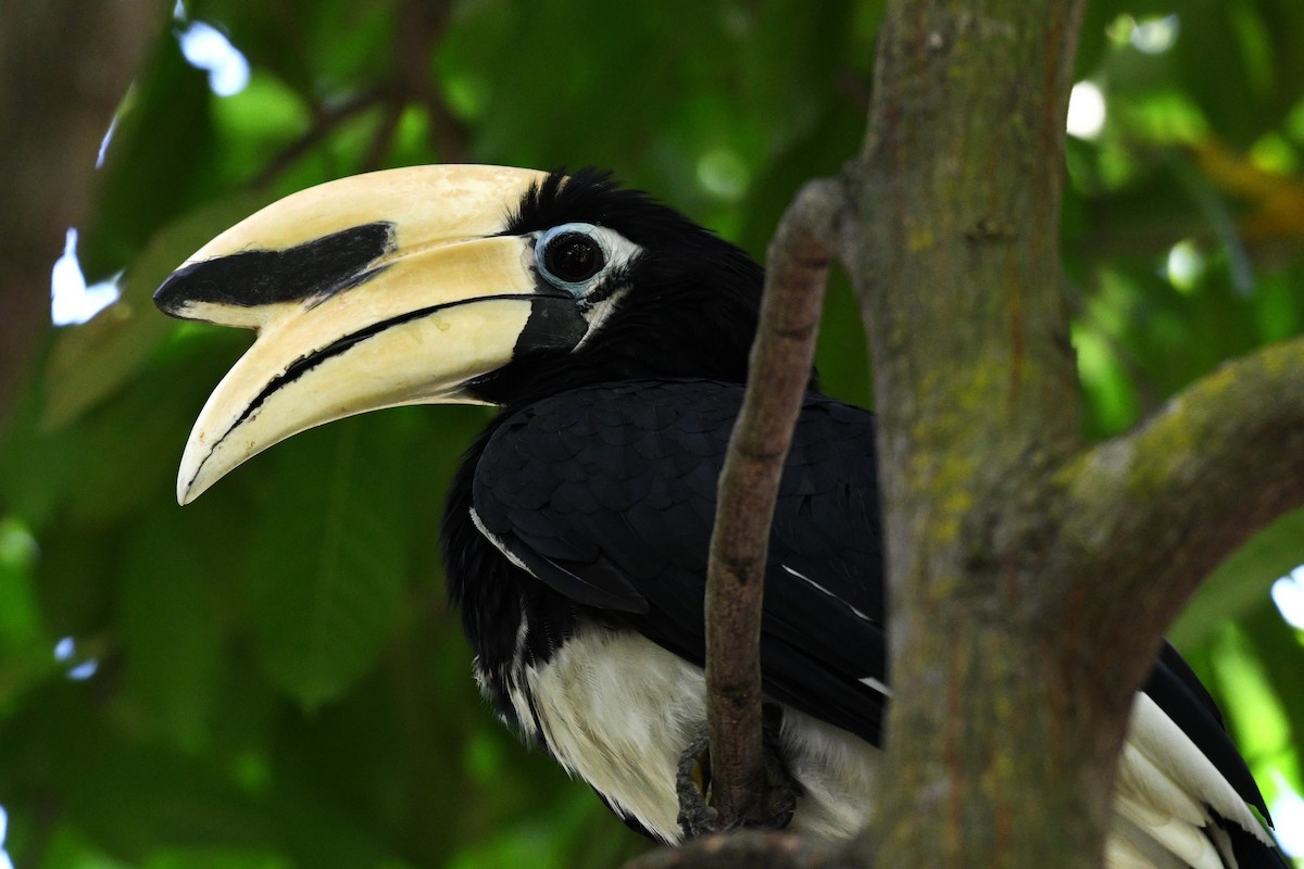 Oriental Pied-Hornbill - ML638266611