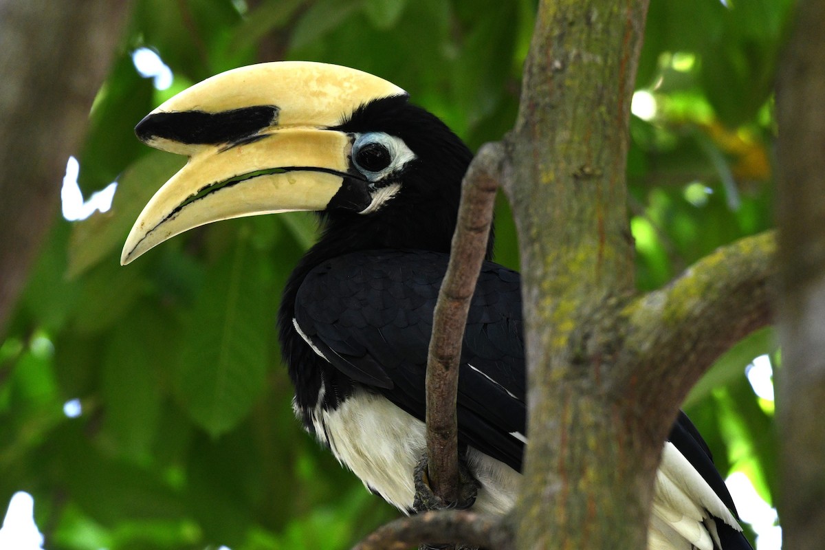 Oriental Pied-Hornbill - ML638266612