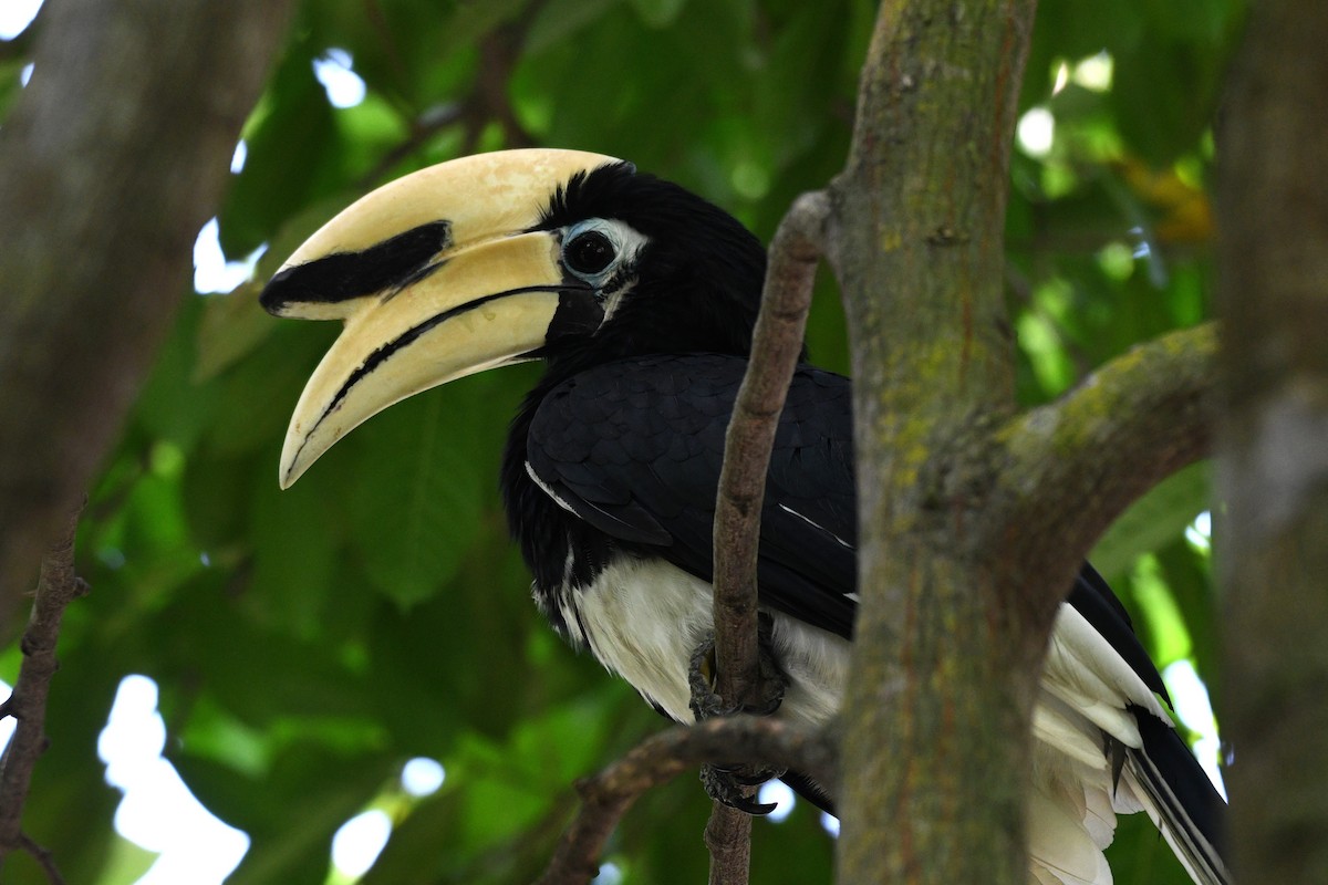 Oriental Pied-Hornbill - ML638266613