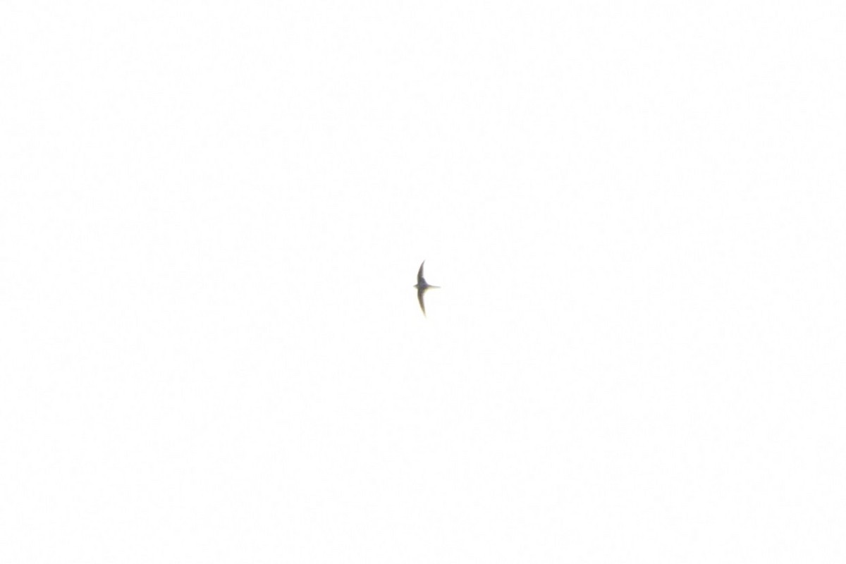 Asian Palm Swift - ML638266642