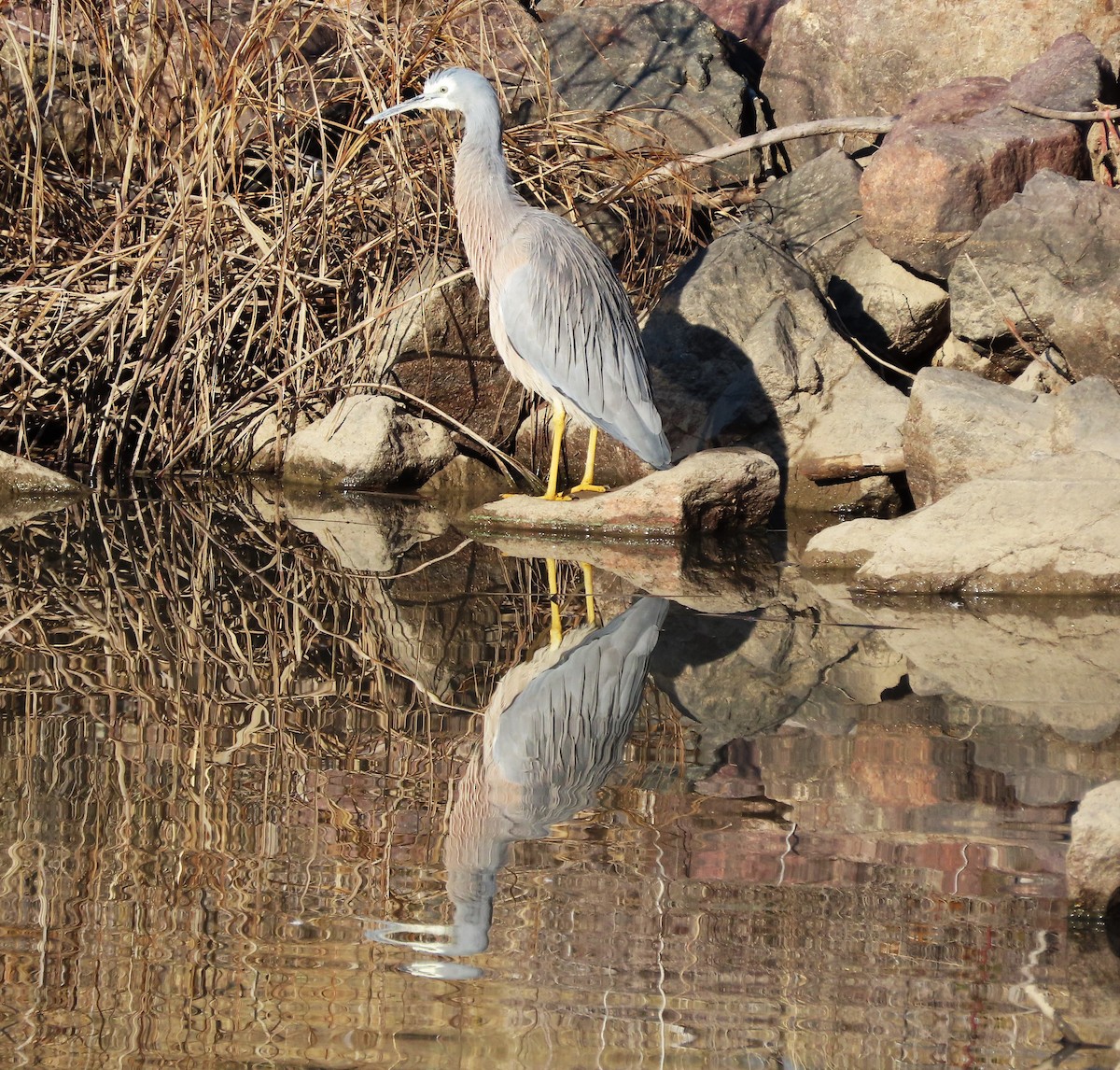 白臉鷺 - ML638266643