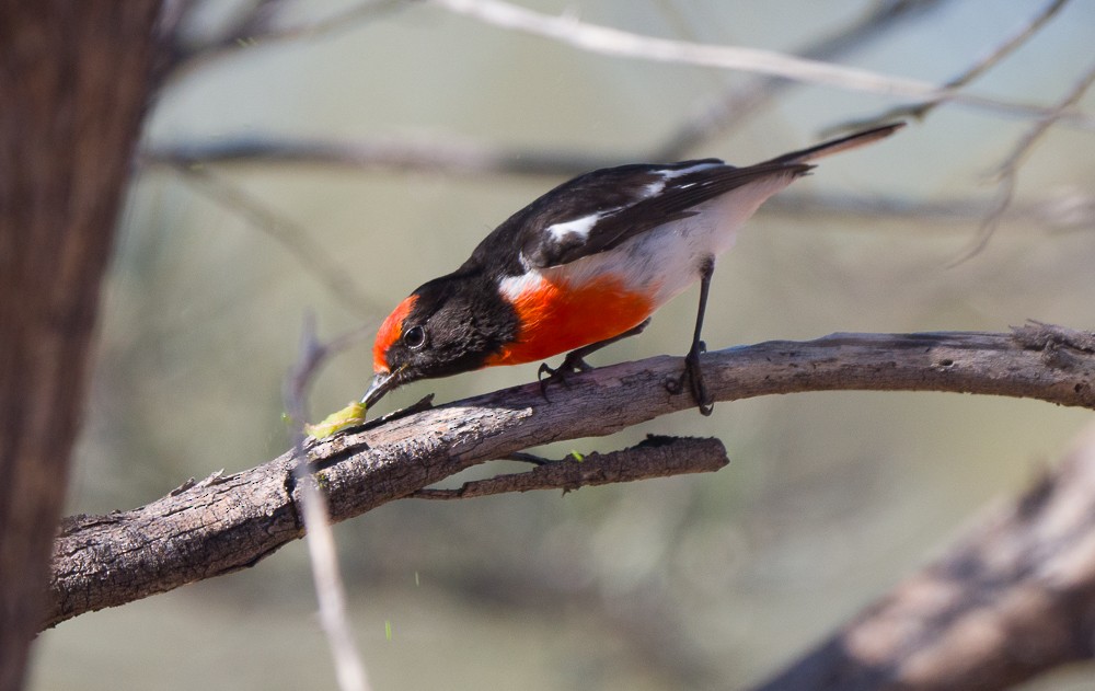 Red-capped Robin - ML638266644
