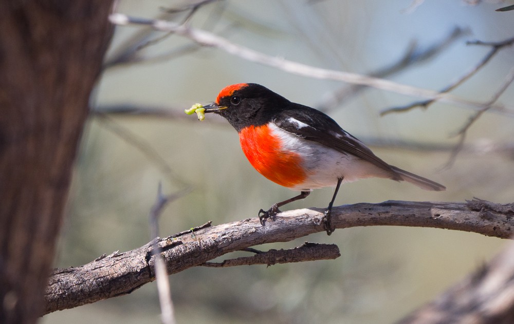 Red-capped Robin - ML638266645