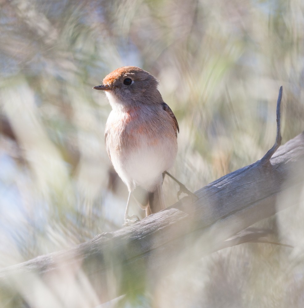 Red-capped Robin - ML638266646