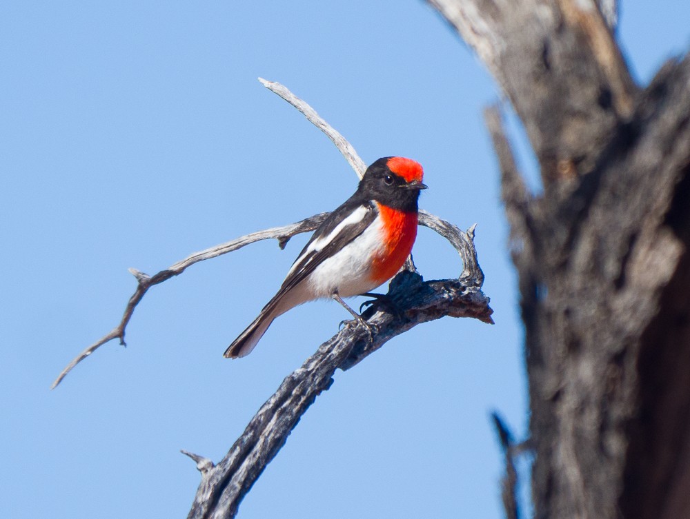 Red-capped Robin - ML638266647