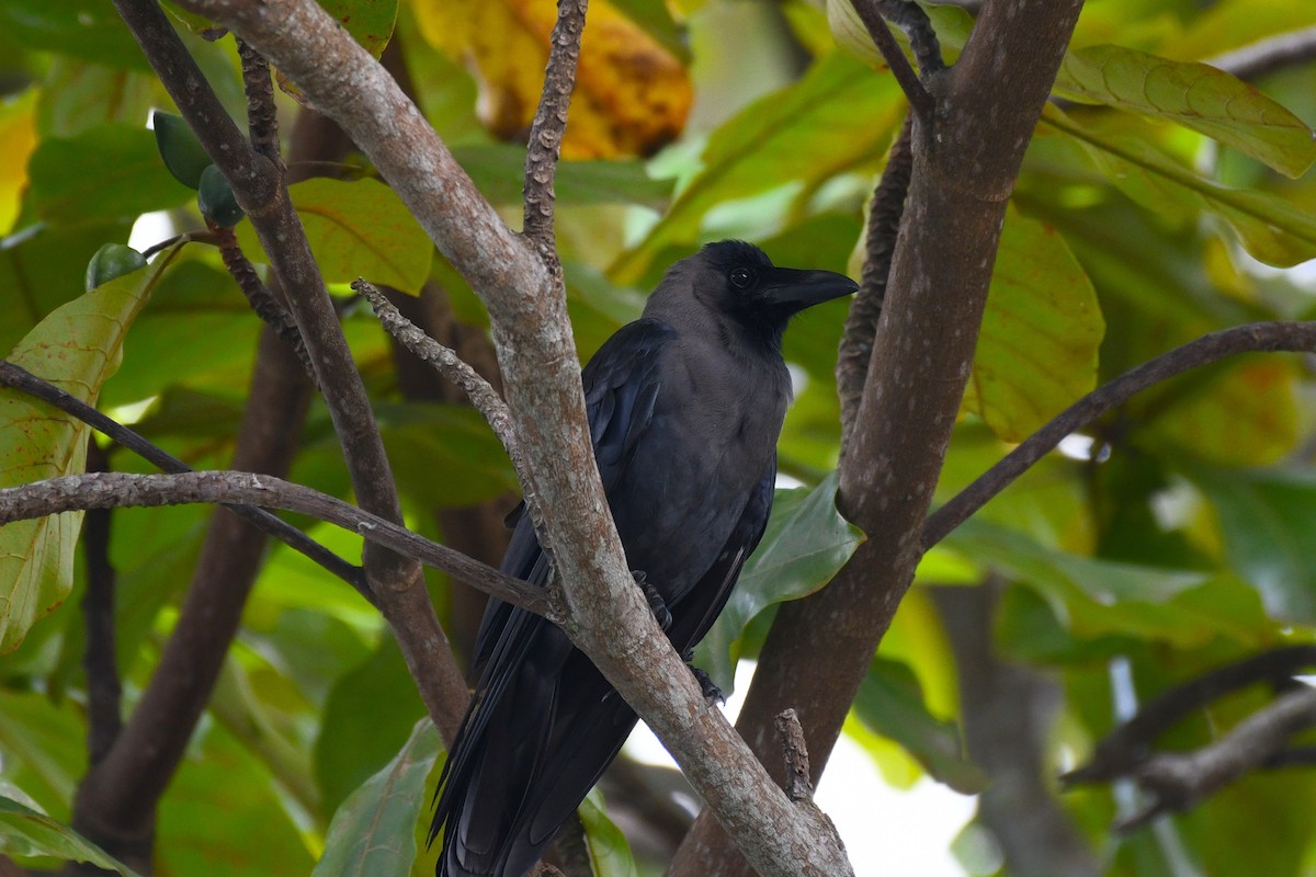 House Crow - ML638266652