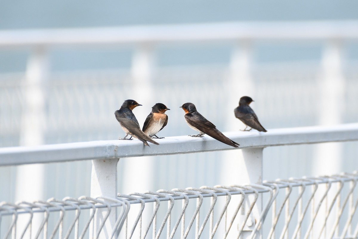 Pacific Swallow - ML638266653