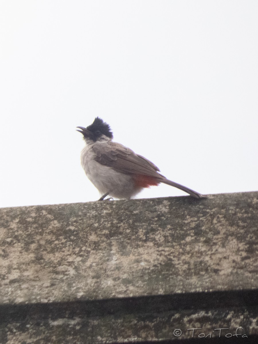Sooty-headed Bulbul - ML638266654