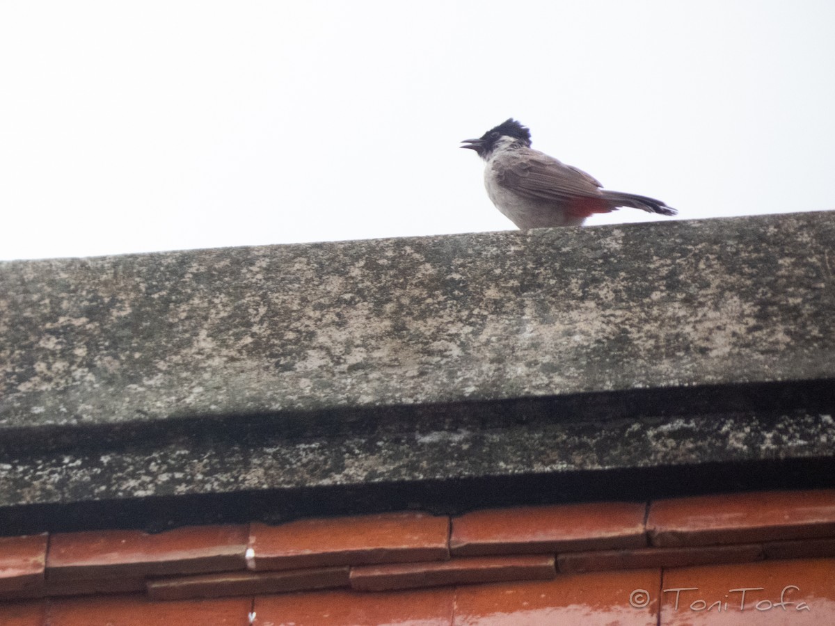 Sooty-headed Bulbul - ML638266655