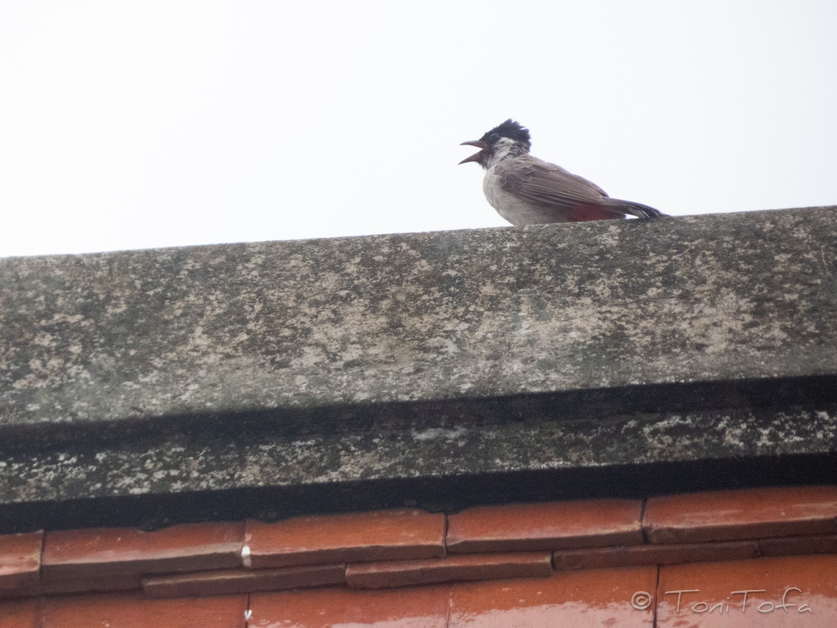 Sooty-headed Bulbul - ML638266656
