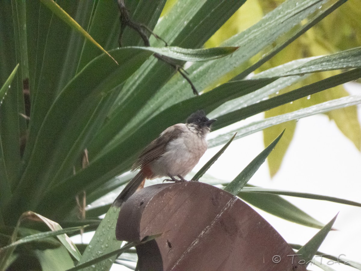 Sooty-headed Bulbul - ML638266658