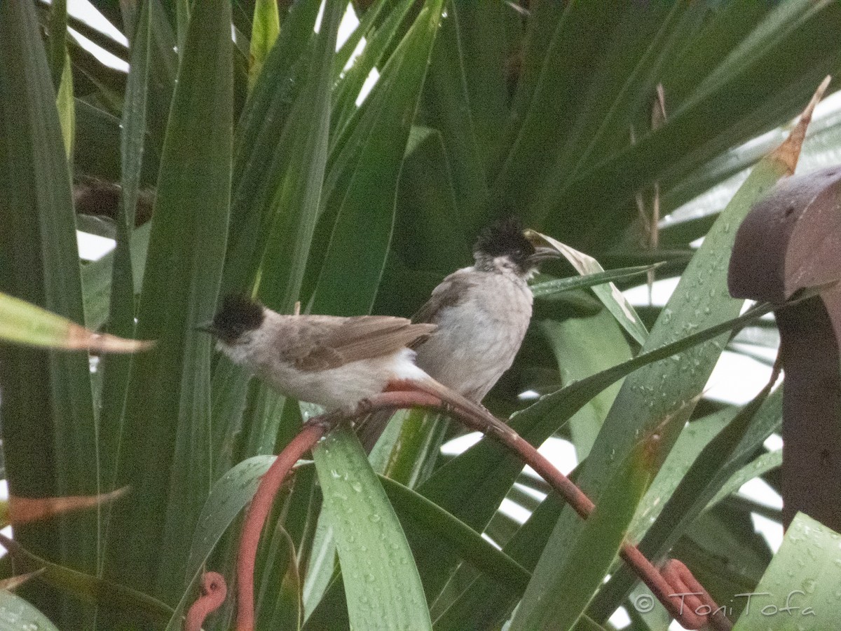 Sooty-headed Bulbul - ML638266659
