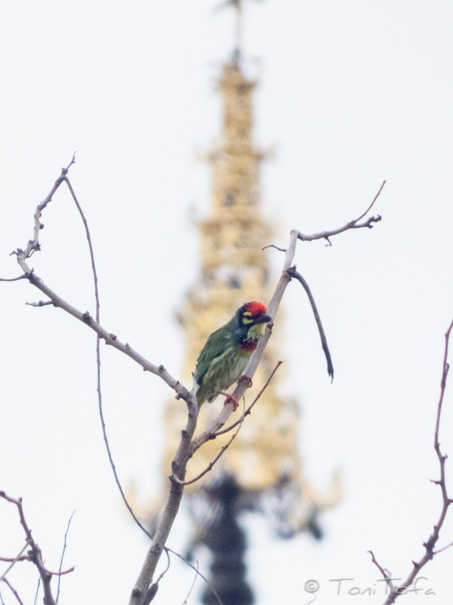 Coppersmith Barbet - ML638266661