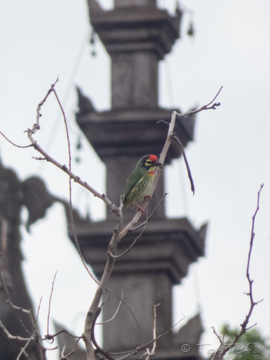 Coppersmith Barbet - ML638266662